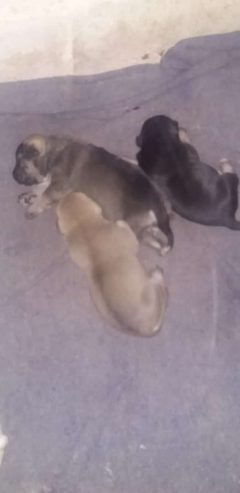 Bull dogs puppies @100.00 in Bulawayo