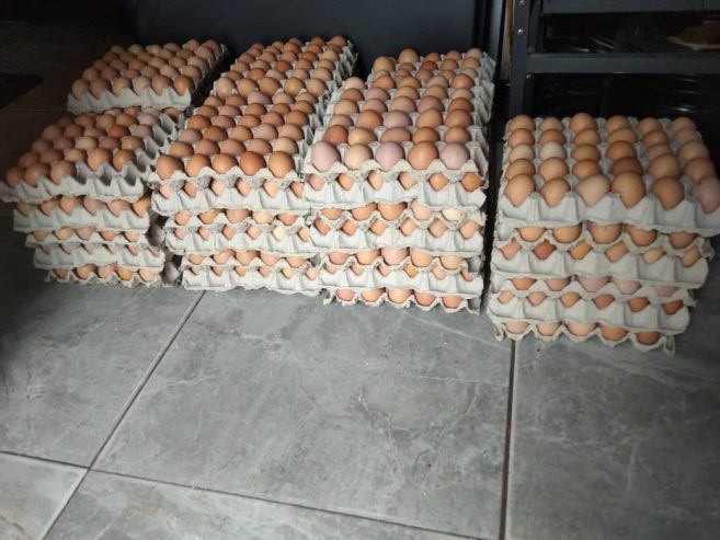 Wholesale Eggs for sale in Montgomery, Bulawayo USD$3.50 CRATE