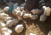 Broiler Chickens (live) for sale in Bulawayo @ USD 5.50