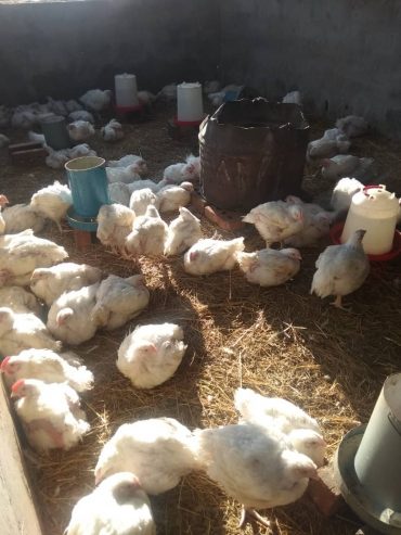 Broiler Chickens (live) for sale in Bulawayo @ USD 5.50