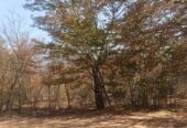 LUPANE FARM FOR SALE