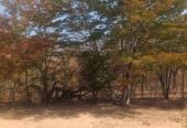 LUPANE FARM FOR SALE