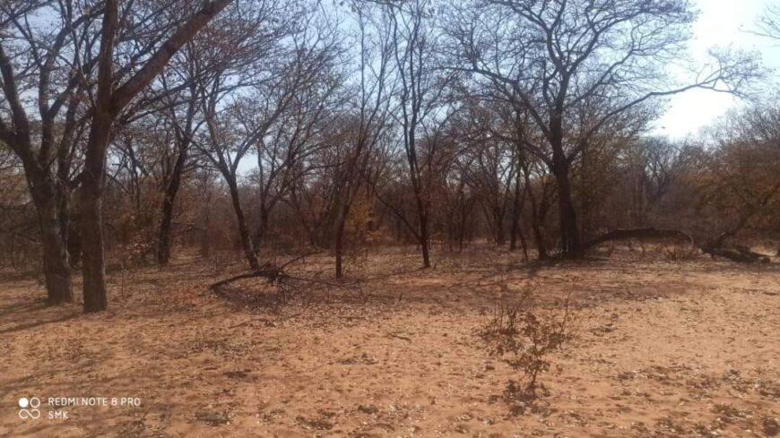 LUPANE FARM FOR SALE