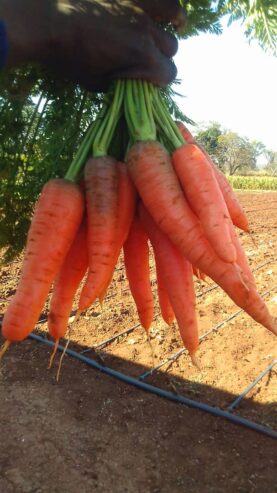 Carrots for sale