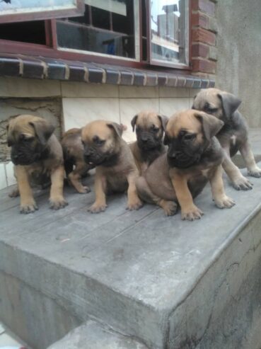 Boer puppies for sale l Buyorsell Marketing