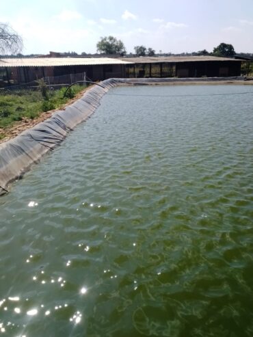 Fish Farming l Blessing