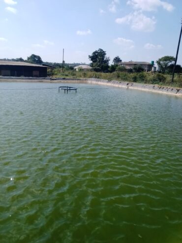 Fish Farming l Blessing