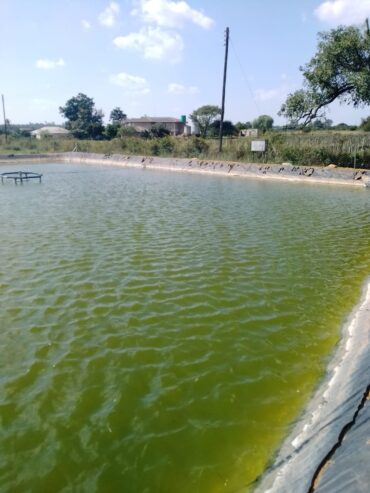 Fish Farming l Blessing