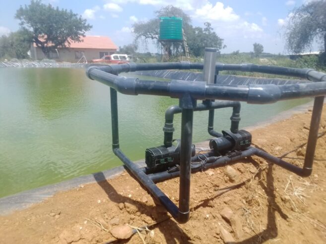 Fish Farming l Blessing