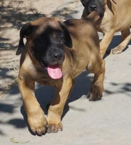 Boer puppies for sale l 8 weeks l Chitungwiza