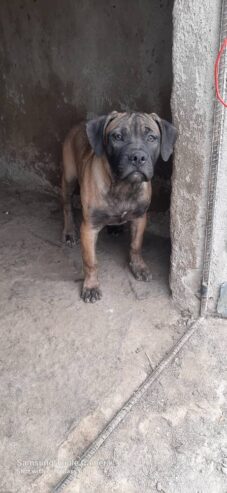 Boer puppy l 5 months old female l Chitungwiza