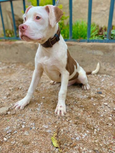 Pitbull Puppies for sale l Male l Glenorah