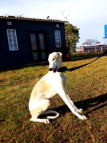 Greyhound l Female l 7 months old l Greendale