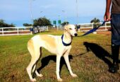 Greyhound l Female l 7 months old l Greendale