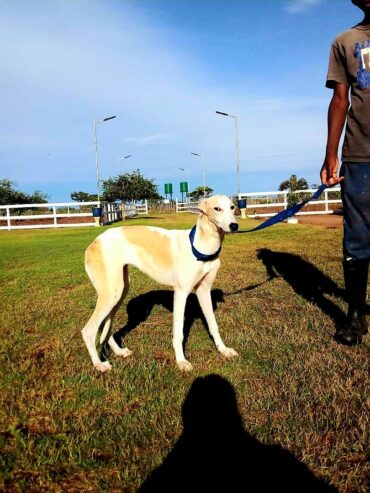 Greyhound l Female l 7 months old l Greendale