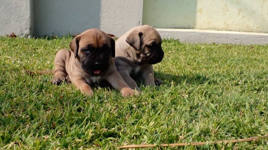 Boer puppies l  Ruwa