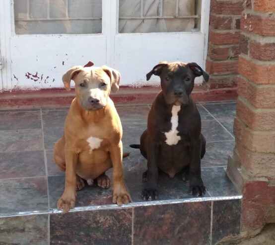 Pitbulls Puppies l 3 months old l Glenorah