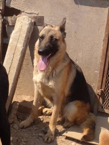 GSD female dog for sale l13 months old l Glenview 3