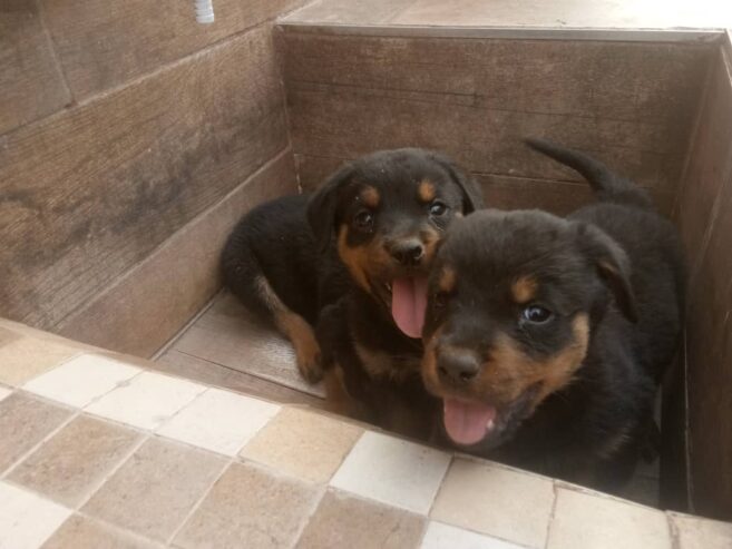 Rottweiler puppies l Warren park 1