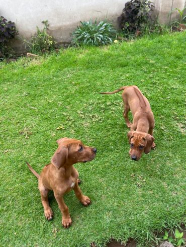 RR Dogs for sale l Marondera