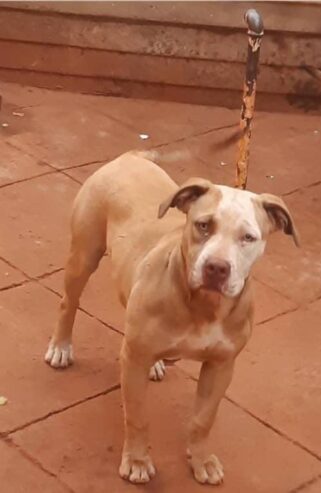 Dog for sale in Harare l Pitbull l 6 Months old Female