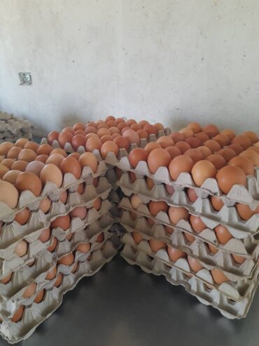 Eggs for sale in Bulawayo at wholesale price l Figtree l Tesa