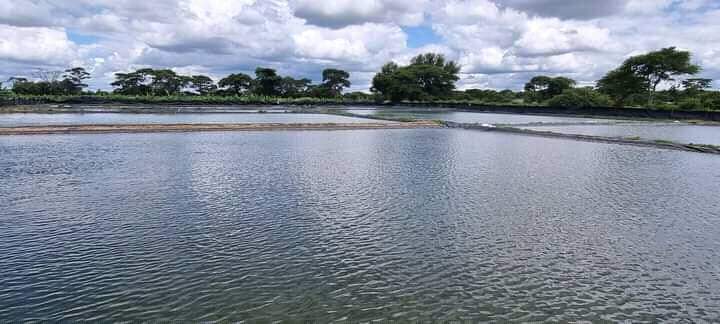 Fish Farming projects I Blue Water Fisheries