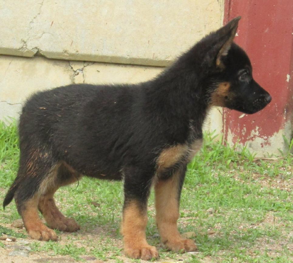 P GSD Male puppies for sale ( Chitungwiza)