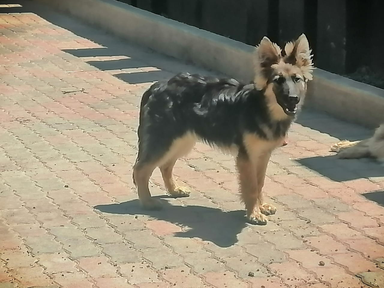 Male long coat gsd puppy l Male l Westgate Harare