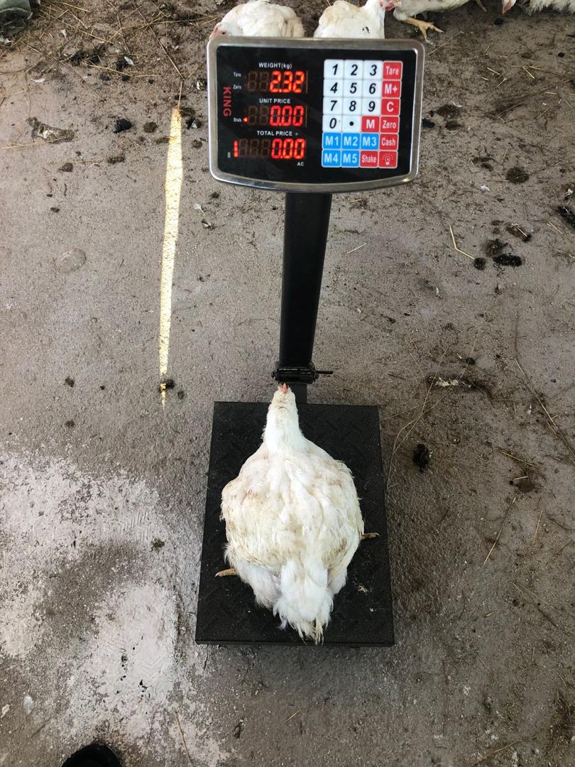 Dressed chickens for sale in Bulawayo, Gweru – Buyorsell Marketing