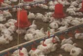 Dressed chickens for sale in Bulawayo, Gweru – Buyorsell Marketing