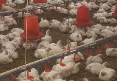 Dressed-chickens-for-sale-in-Bulawayo-Gweru-Buyorsell-Marketing