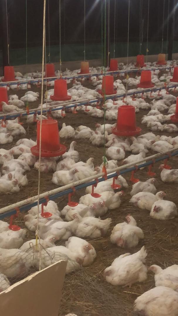 Dressed chickens for sale in Bulawayo, Gweru – Buyorsell Marketing