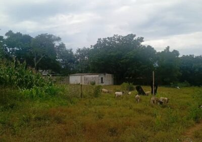 Prime-2-Acre-Residential-Stand-–-Burnside-Near-Golf-Course-Buyorsell-Marketing