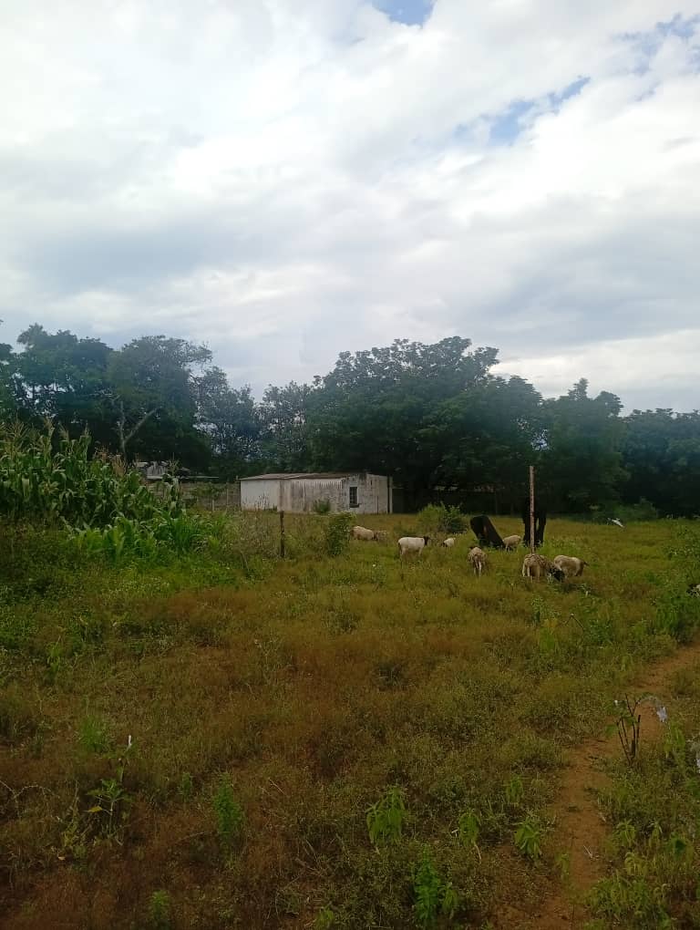 Prime 2-Acre Residential Stand – Burnside (Near Golf Course) – Buyorsell Marketing