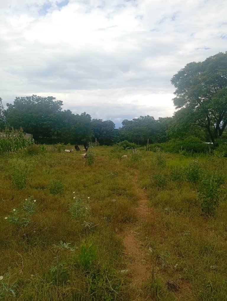 Prime 2-Acre Residential Stand – Burnside (Near Golf Course) – Buyorsell Marketing