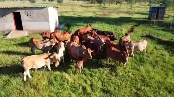 FOR SALE: Prime 85-Hectare Fully Integrated Commercial Farm – Nyamandlovu – Buyorsell Marketing