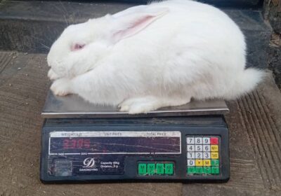 New-Zealand-Rabbit-Buck-for-Sale-–-Gweru-Mkoba-15-Buyorsell-Marketing