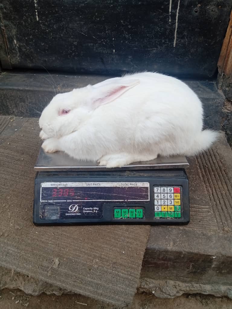 New Zealand Rabbit Buck for Sale – Gweru (Mkoba 15) – Buyorsell Marketing