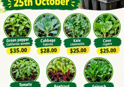 Green-Pepper-California-Wonder-Seedlings-for-Sale-35.00-Buyorsell-Marketing
