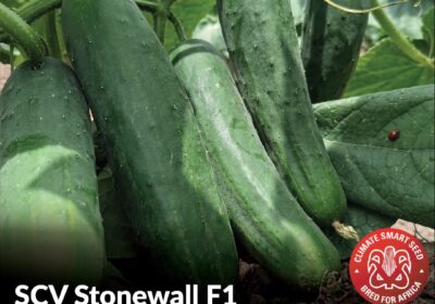 SCV-Stonewall-F1-Cucumber-Seeds-–-Heat-Tolerant-Summer-Variety-Buyorsell-Marketing
