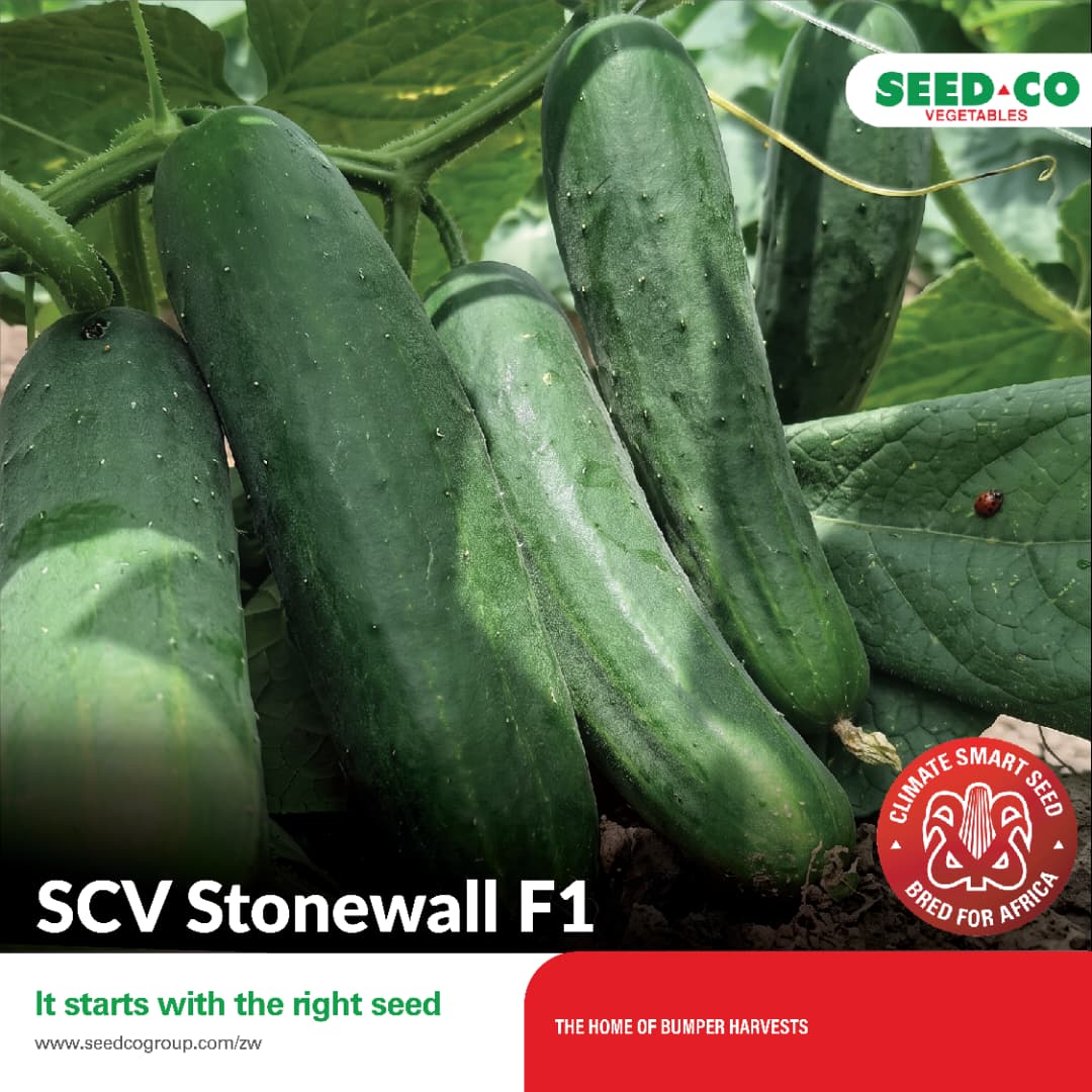 SCV Stonewall F1 Cucumber Seeds – Heat-Tolerant Summer Variety – Buyorsell Marketing